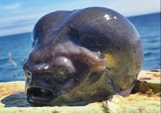 'Quái vật ngoài hành tinh dưới đáy biển': Ngư dân khoe sinh vật đáng sợ được kéo lên từ vùng biển Nga