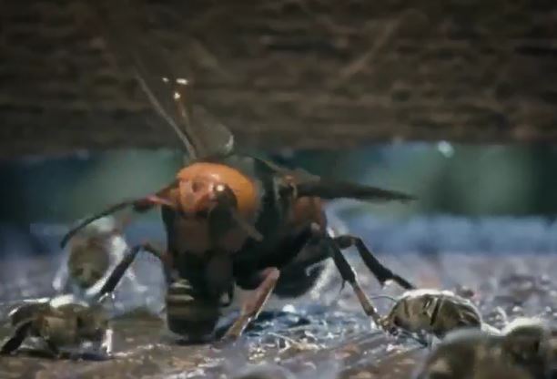 CLIP: Vào tổ ong mật kiếm ăn, ong bắp cày nhận cái kết ít ai ngờ