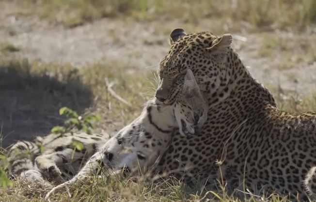 CLIP: Báo đốm 'tung chiêu', tóm gọn linh miêu trong vòng 'một nốt nhạc'