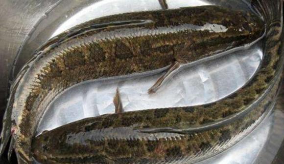 Mặc dù loài cá nước ngọt này rất ngon, nhưng thực ra lại cực kỳ hung dữ, thậm chí ăn thịt cả đồng loại của mình!