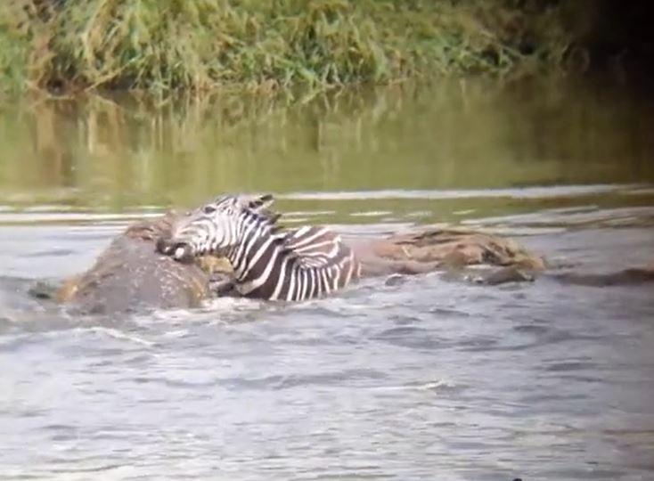 CLIP: Bị cá sấu ngoạm trúng đùi khi đang vượt sông, ngựa vằn nổi điên quay lại cắn luôn kẻ đi săn và cái kết cực mãn nhãn