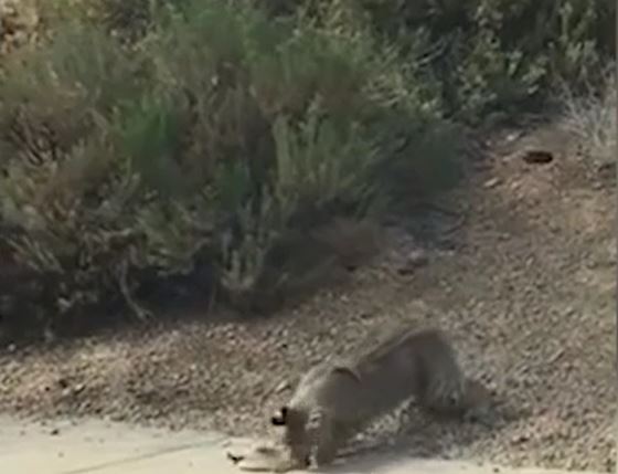 CLIP: Bị rắn độc cắn, linh miêu nổi điên tát tới vào đối thủ và cái kết gây chú ý