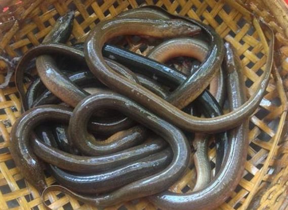 5 loại cá bẩn nhất ở chợ: Chứa đầy kim loại nặng và ký sinh trùng, nhiều người vẫn vô tư ăn, đặc biệt một loại rất được ưa chuộng gọi là 'sâm nước'