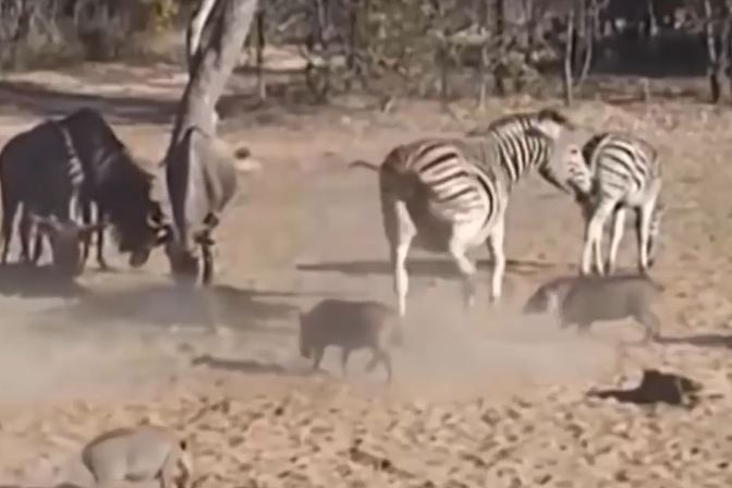 CLIP: Bị dọa giật mình, ngựa vằn liên tục tung cú đá hậu khiến lợn rừng bất tỉnh