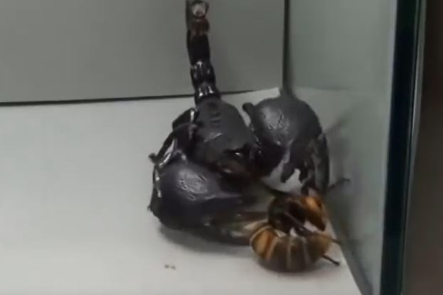 CLIP: Trông thấy bọ cạp 'khủng', ong bắp cày lập tức lao lại nghênh chiến rồi đón nhận cái kết bi thảm ngay sau đó