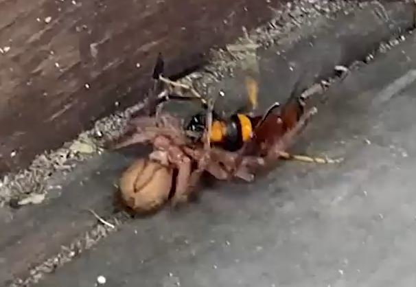 CLIP: Bị nhện sát thủ 'khủng' khóa chặt, ong bắp cày vẫn tạo nên kỳ tích ở phút chót