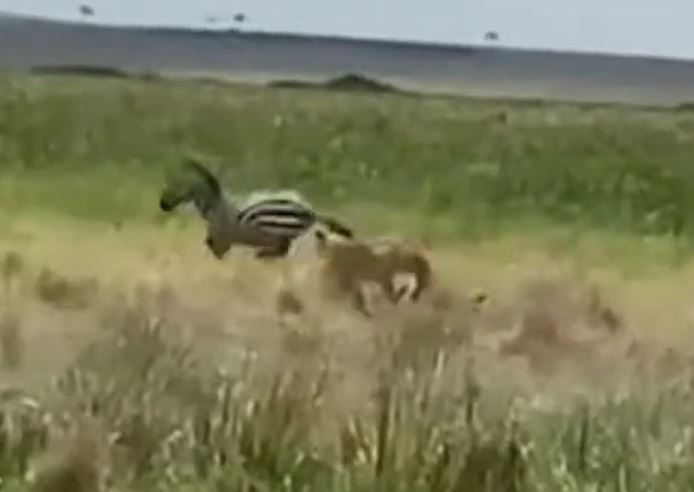 CLIP: Bị 2 con sư tử đưa vào 'tầm ngắm', ngựa vằn đón nhận cái kết bi thảm