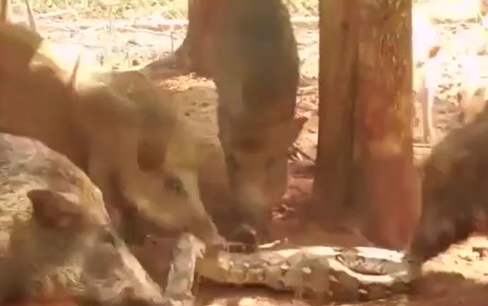 CLIP: Tấn công lợn con, trăn gấm bị đàn lợn 'hành' cho 'ra bã'