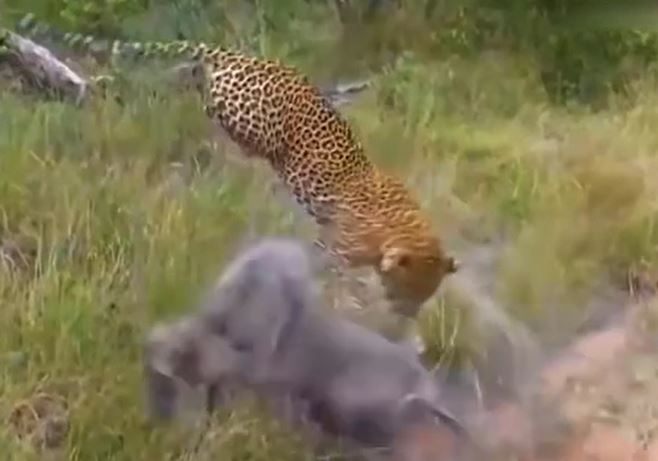 CLIP: Đi săn lợn rừng con, báo đốm bị lợn rừng mẹ húc cho tã tơi