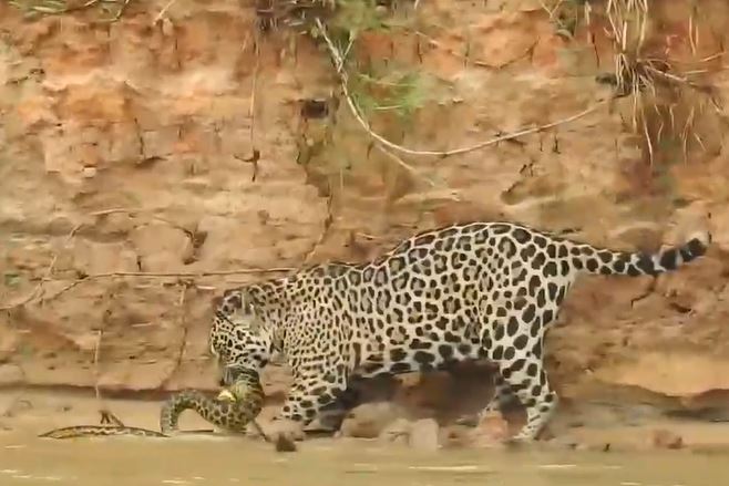 CLIP: Báo đốm phi xuống sông, tóm gọn trăn Anaconda trong tích tắc