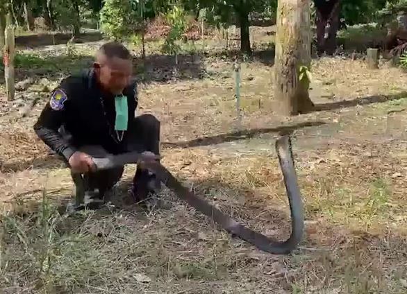 CLIP: Người đàn ông dùng tay không bắt rắn hổ mang chúa dài 4m và cái kết khiến người xem 'thót tim'