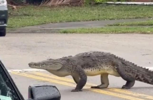 CLIP: Cá sấu thoải mái đi dạo ở khu dân cư đông người và cái kết