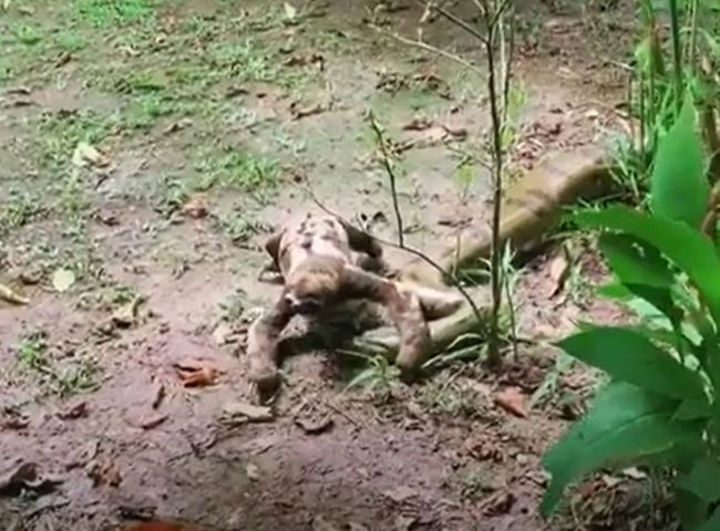 CLIP: Bị con lười bước qua người, trăn Anaconda làm ra hành động khiến người xem 'sốc'
