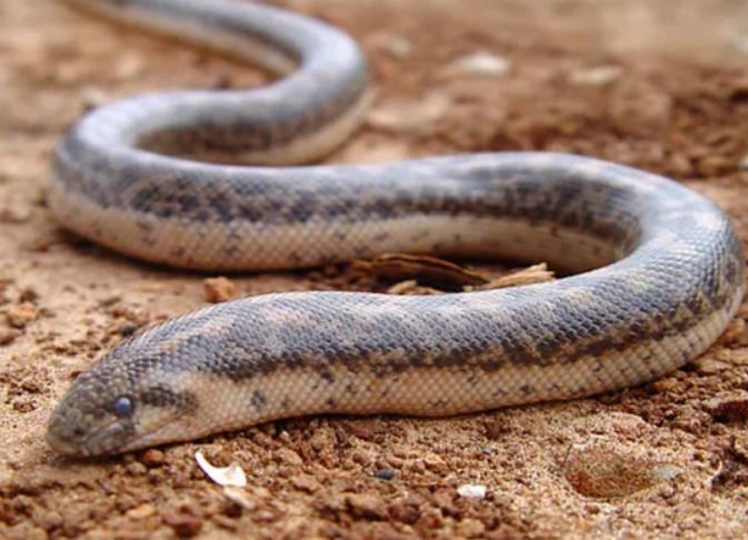 Loài rắn hổ mang kịch độc được dùng làm vũ khí chiến tranh thời cổ đại