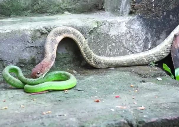 CLIP: 'Rơi vào tay' rắn hổ mang chúa, rắn lục đuôi đỏ nhận cái kết thê thảm