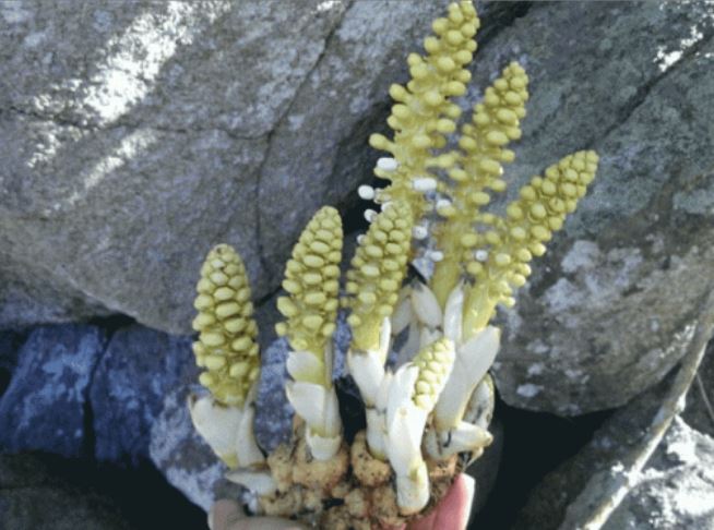 Đi đào măng vô tình tìm thấy 'rắn vàng', người đàn ông đổi đời ngay sau đó