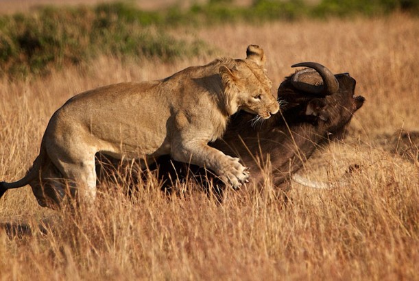 CLIP: Dưới nanh vuốt của sư tử, những pha hạ gục trâu rừng chớp nhoáng