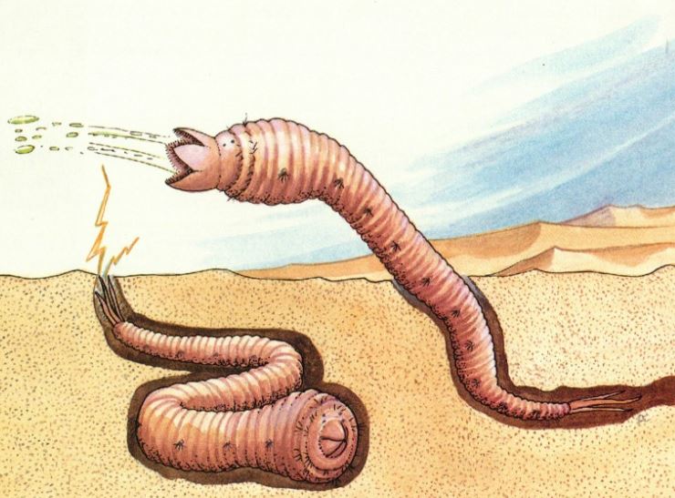 Giải mã bí ẩn về loài sâu tử thần có thể giết người mà không cần cắn