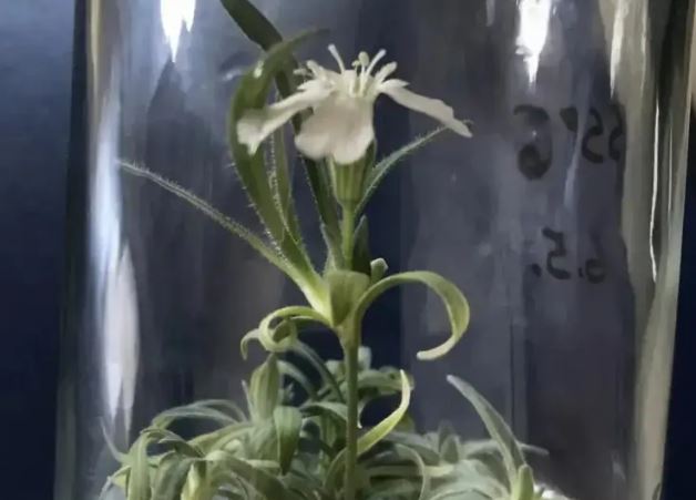 Kỳ tích khoa học: Cây 32.000 năm tuổi được 'hồi sinh', mở ra giấc mơ tái sinh voi ma mút