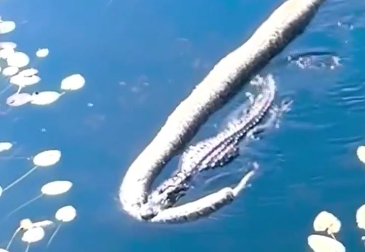 CLIP: Cá sấu kéo lê xác trăn Miến Điện 'khủng' giữa sông