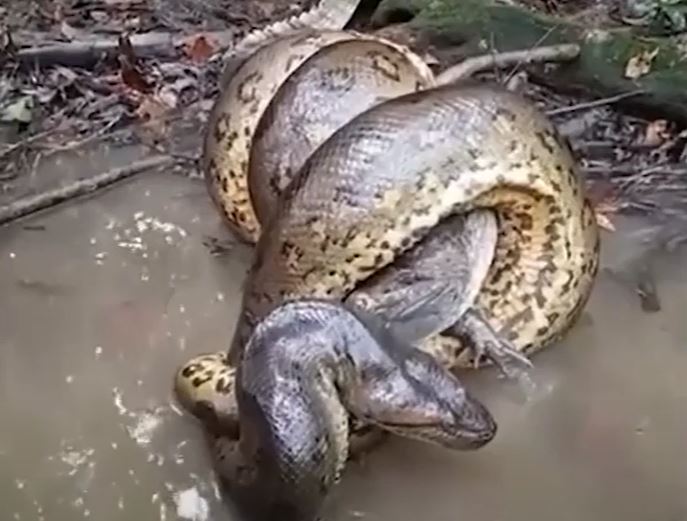 CLIP: Đụng độ trăn Anaconda 'khủng', cá sấu Caiman nhận cái kết bi thảm