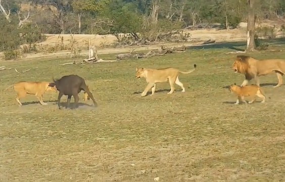 CLIP: Đàn sư tử hợp sức hạ gục trâu rừng con lạc bầy