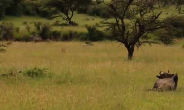 CLIP: Linh dương đầu bò bỏ mạng vì giấc ngủ trưa định mệnh