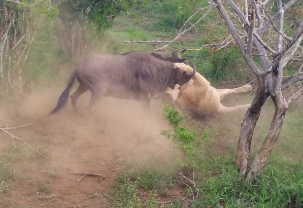 CLIP: Dùng trí khôn, linh dương đầu bò thoát chết ngoạn mục