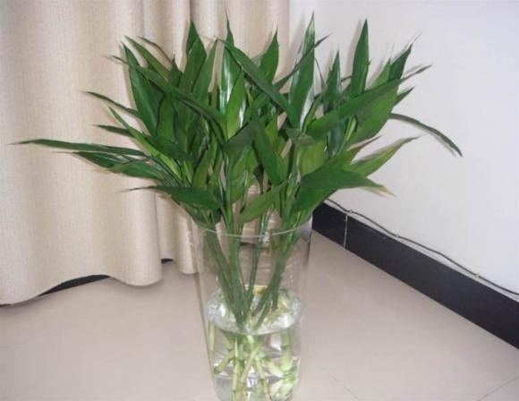 Để nuôi cây trúc phát lộc, không chỉ phát triển bằng nước, hãy nhớ '4 loại nước' này, cây mới phát triển thịnh vượng mà không bị vàng lá