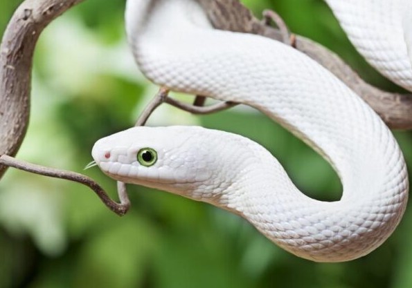 3 con giáp may mắn nhất Chủ Nhật ngày mùng 9 tháng 3 năm 2025