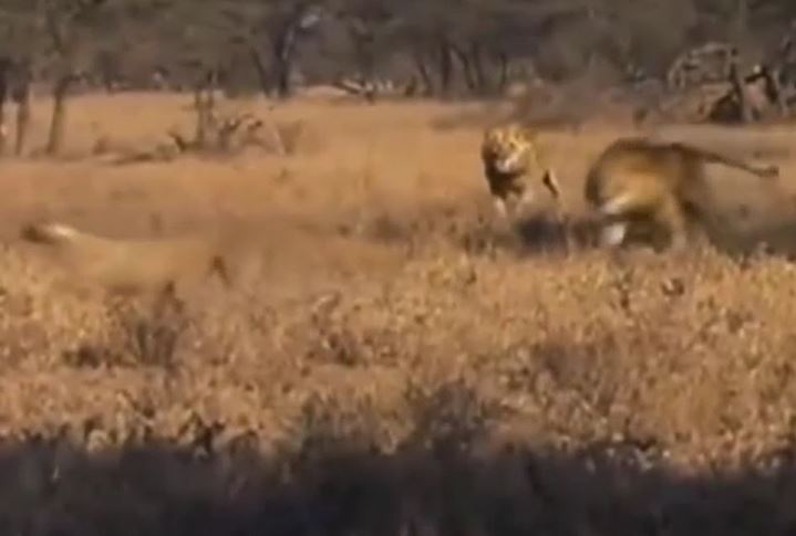 CLIP: Đang nghỉ ngơi, báo săn bị 2 con sư tử truy sát và cái kết 