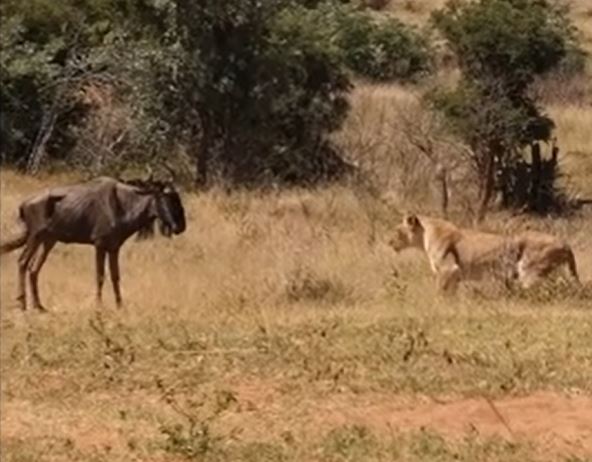 CLIP: Sư tử dùng chiến thuật lạ săn linh dương đầu bò và cái kết