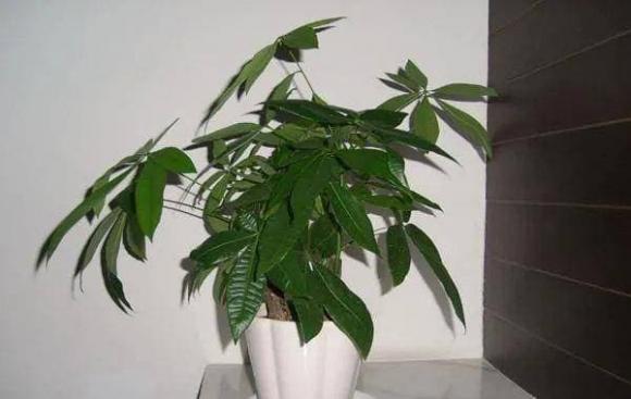 Đặt cây tài lộc ở những vị trí này trong nhà, không những không thu hút được của cải mà còn khiến gia chủ nghèo đi