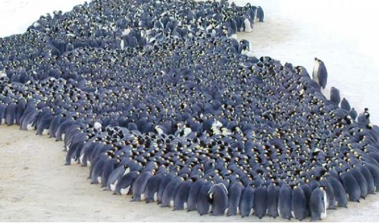 Ở Nam Cực băng giá, chim cánh cụt quây quần để sưởi ấm, vậy những con ở ngoài cùng có bị chết rét không?