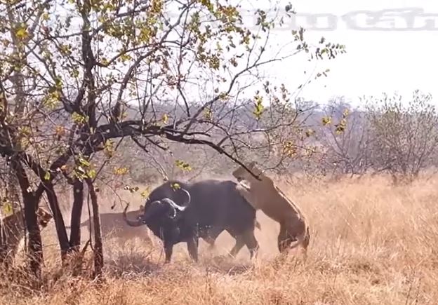 CLIP: Thấy đồng loại bị đàn sư tử tóm được, trâu rừng lao tới ứng cứu và cái kết khó tin