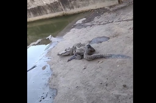 CLIP: Cá sấu “oằn tà là vằn” ở Biên Hòa khiến dân tình hoang mang, chuyện gì đã xảy ra?