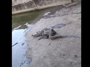 CLIP: Cá sấu “oằn tà là vằn” ở Biên Hòa khiến dân tình hoang mang, chuyện gì đã xảy ra?