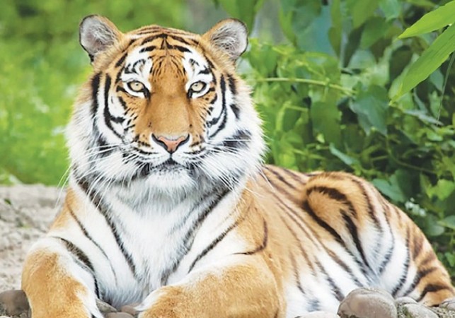 Giữa tháng 3: 4 con giáp đón vận may đỉnh điểm, tiền tài rủng rỉnh, công việc thuận lợi