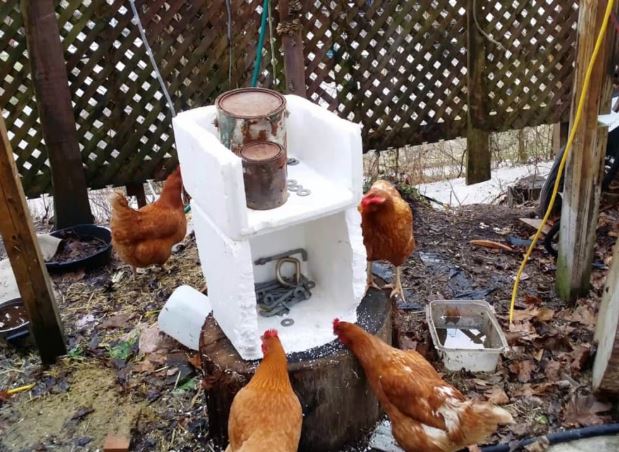 Tại sao gà ăn thùng xốp? Lý do rất đơn giản