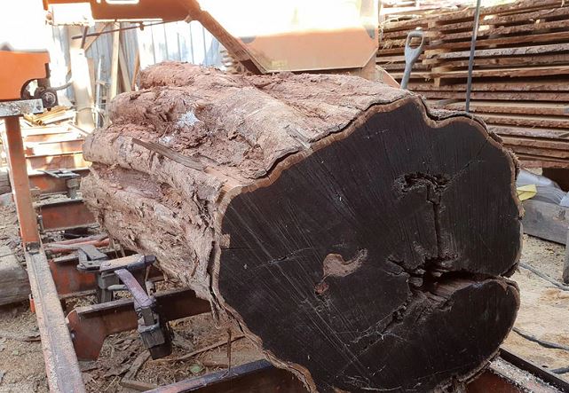 Đây là loại gỗ có màu đen đắt đỏ bậc nhất thế giới: Giá hơn 300 triệu đồng/m3, cây mất 60 năm mới trưởng thành