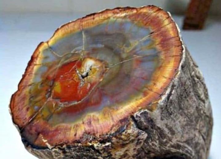 Việt Nam có gỗ hóa ngọc trị giá hơn 600 tỷ đồng, được giới sưu tầm ráo riết săn lùng