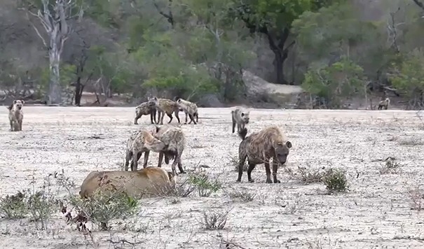 CLIP: Bầy linh cẩu hợp sức tấn công, sư tử cái tháo chạy trong tuyệt vọng