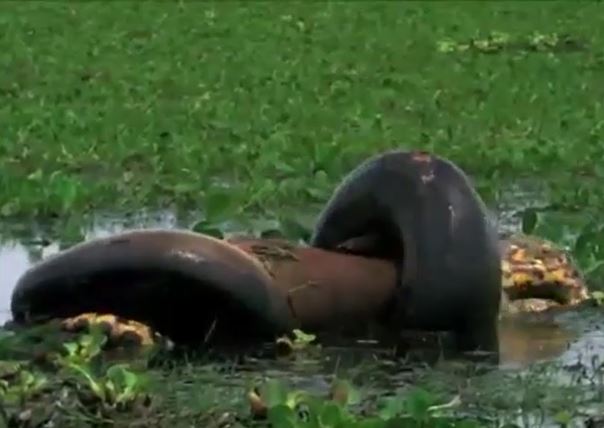 CLIP: Kinh hãi trước khoảnh khắc trăn anaconda xanh khổng lồ nuốt chuột lang nước lớn
