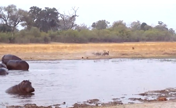 CLIP: Hà mã vất vả săn mồi nhưng vẫn trắng tay trước bầy chó hoang