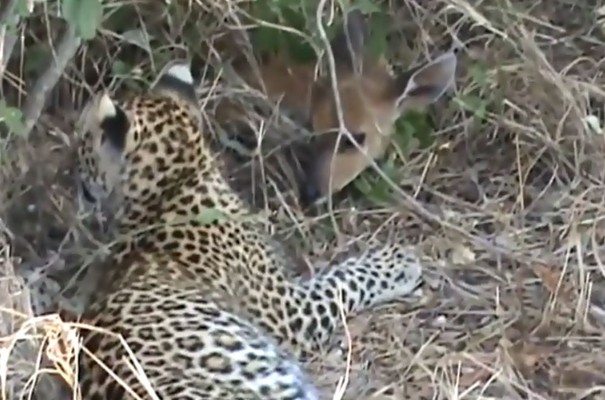 CLIP: Bi kịch của linh dương con dưới móng vuốt của báo hoa mai