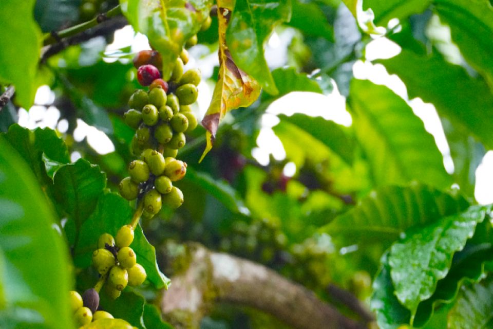 Giá nông sản ngày 11/3/2025: Cà phê tăng mạnh, hồ tiêu quay đầu giảm sâu 