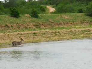 CLIP: Linh dương Waterbuck thoát khỏi nanh cá sấu đầy ngoạn mục