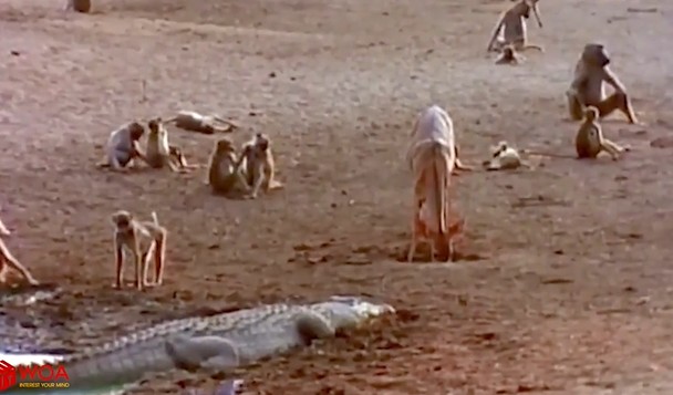 CLIP: Khỉ đầu chó dũng cảm đối đầu cá sấu để cứu con nhưng bất thành