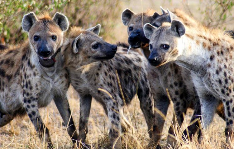 Vì sao linh cẩu đốm không trở thành con mồi của các loài săn mồi khác?