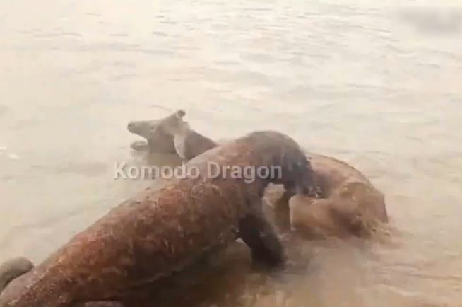 CLIP: Kinh hãi trước khoảnh khắc rồng Komodo truy sát hươu